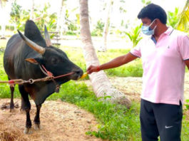 vijayabaskar spend time with komban