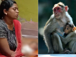 monkey kidnap two infant baby in thanjavur