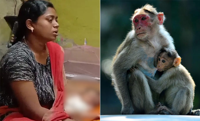 monkey kidnap two infant baby in thanjavur