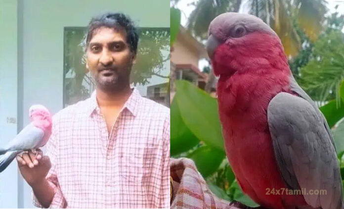 man missed 1.30 lakhs Australian parrot